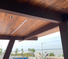 TRẦN THÔNG CARIBE