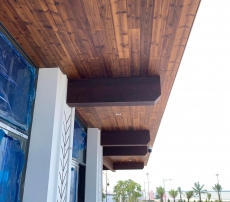 TRẦN THÔNG CARIBE